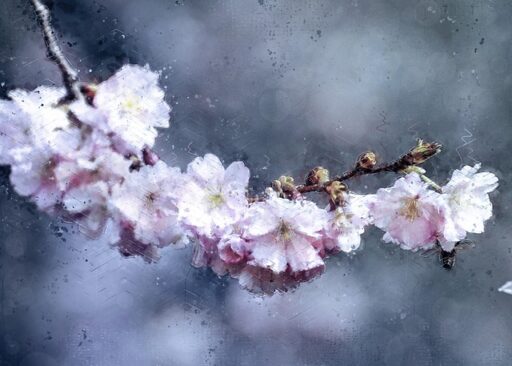 Balade dans un jardin avec branches de cerisier en fleurs, ambiance douce et printanière, flou artistique en arrière-plan, parfait pour évoquer la nature et la beauté florale.