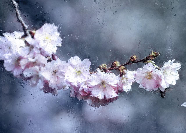 Balade dans un jardin avec branches de cerisier en fleurs, ambiance douce et printanière, flou artistique en arrière-plan, parfait pour évoquer la nature et la beauté florale.