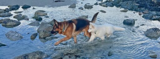 mon chien se baigne