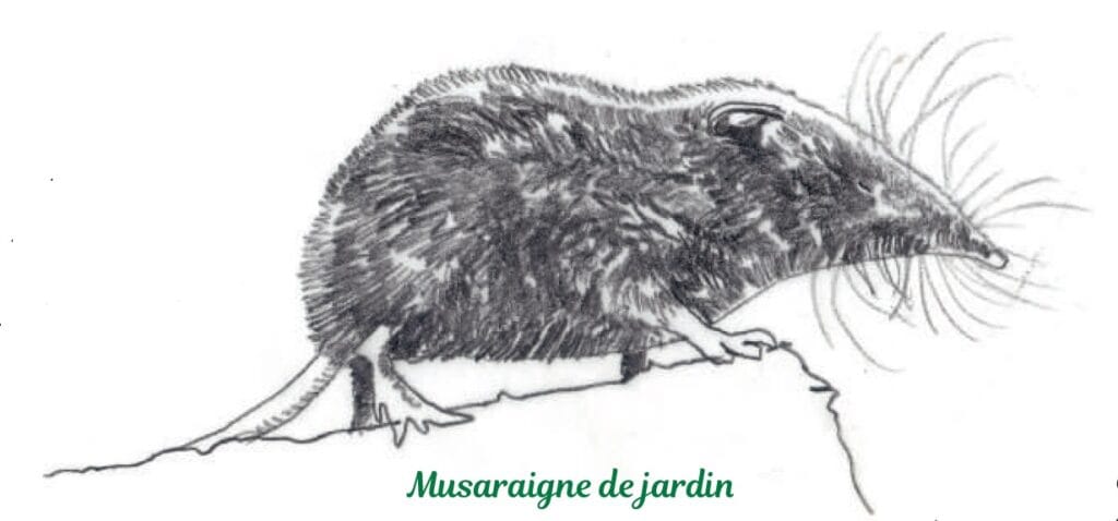 musaraigne