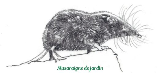 musaraigne