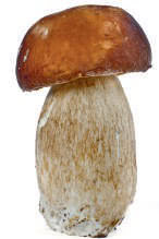 mycelium