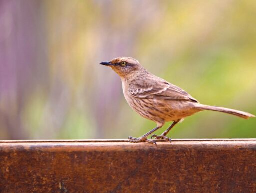 Oiseau ailé posé sur une surface en bois, symbole de la nature et de la liberté, illustrant l'importance des oiseaux dans la santé et l'écosystème.