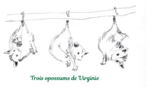 Balade d'opossums suspendus sur une corde, illustrant la nature et la faune sauvage.
