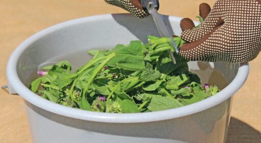 Balayette de jardinage avec gants pour récolte de plantes fraîches.