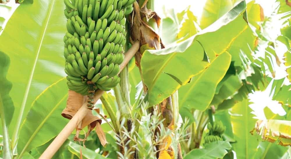 Intoxiqué aux pesticides