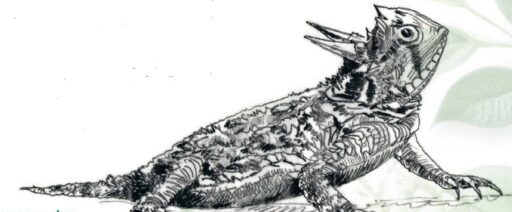 phrynosoma
