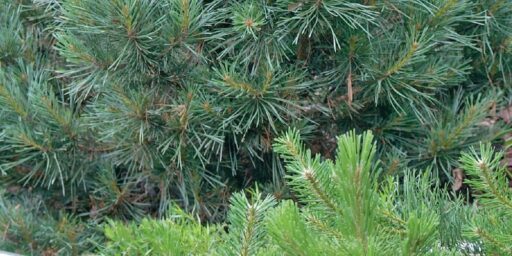 pin sylvestre
