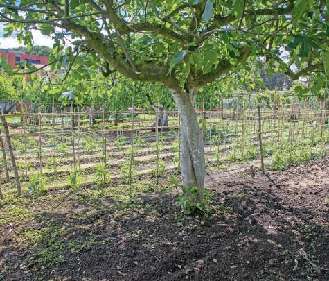 planter des arbres