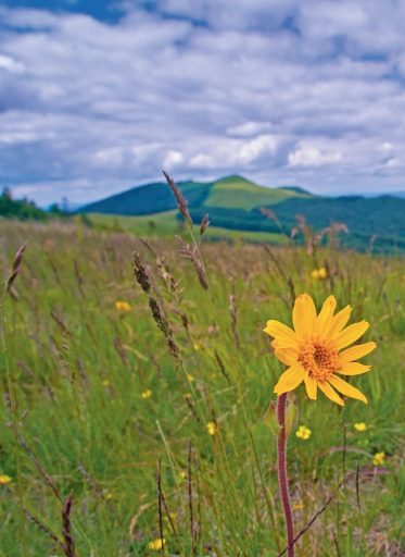 Disparition des plantes médicinales