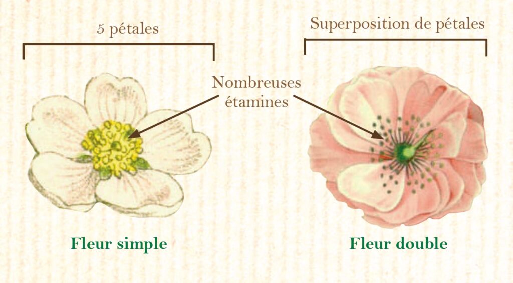 prunus triloba