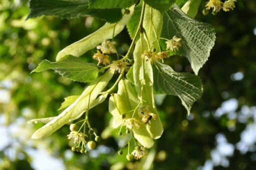 trucs et astuces de santé,trucs et astuces santé,trucs et astuces santé bien-être,trucs et astuces de grand-mère,trucs et astuces santé naturelle