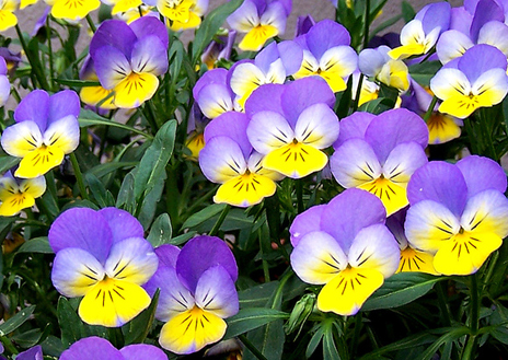 Pensée (Viola tricolor) - Rebelle Santé