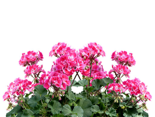 trucs et astuces de santé,trucs et astuces santé,trucs et astuces santé bien-être,trucs et astuces de grand-mère,trucs et astuces santé naturelle