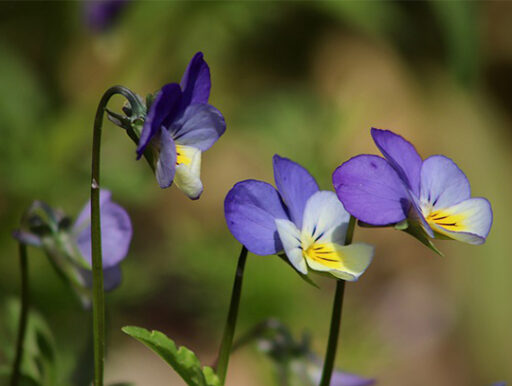 trucs et astuces de santé,trucs et astuces santé,trucs et astuces santé bien-être,trucs et astuces de grand-mère,trucs et astuces santé naturelle
