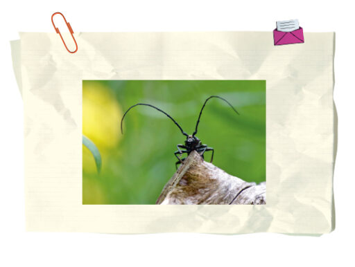 trucs et astuces de santé,trucs et astuces santé,trucs et astuces santé bien-être,trucs et astuces de grand-mère,trucs et astuces santé naturelle