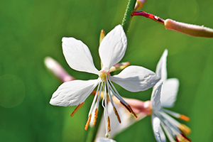 Gaura