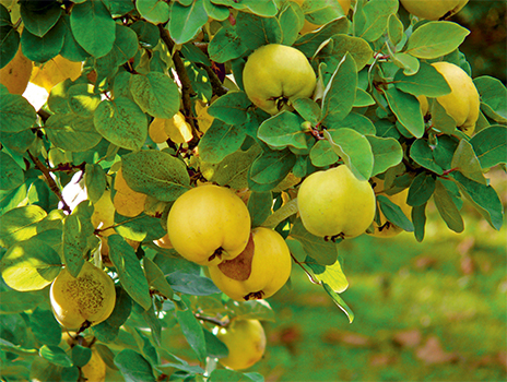 comment faire un jardin bio ?,bio-jardin,comment entretenir un jardin bio ?,au jardin bio,quelle terre pour jardin potager,jardin en biodynamie,jardin bio un moment pour soi,jardin bio produits,jardin bio petit bonheur,potager bio sans pesticide,jardin bio avis,jardin bio calme et sérénité,jardin bio etic,jardin biodiversité