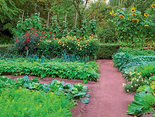 comment faire un jardin bio ?,bio-jardin,comment entretenir un jardin bio ?,au jardin bio,quelle terre pour jardin potager,jardin en biodynamie,jardin bio un moment pour soi,jardin bio produits,jardin bio petit bonheur,potager bio sans pesticide,jardin bio avis,jardin bio calme et sérénité,jardin bio etic,jardin biodiversité