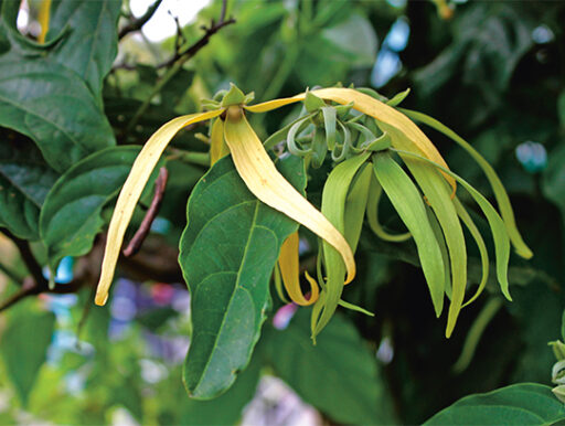 comment faire un jardin bio ?,bio-jardin,comment entretenir un jardin bio ?,au jardin bio,quelle terre pour jardin potager,jardin en biodynamie,jardin bio un moment pour soi,jardin bio produits,jardin bio petit bonheur,potager bio sans pesticide,jardin bio avis,jardin bio calme et sérénité,jardin bio etic,jardin biodiversité