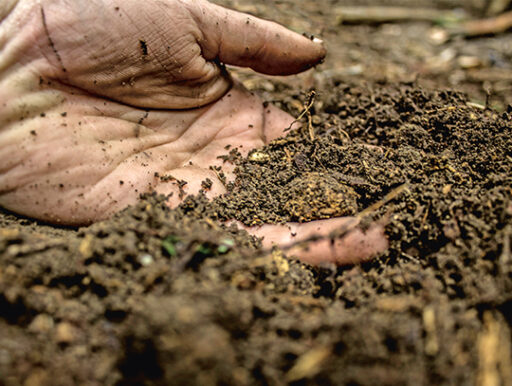 comment faire un jardin bio ?,bio-jardin,comment entretenir un jardin bio ?,au jardin bio,quelle terre pour jardin potager,jardin en biodynamie,jardin bio un moment pour soi,jardin bio produits,jardin bio petit bonheur,potager bio sans pesticide,jardin bio avis,jardin bio calme et sérénité,jardin bio etic,jardin biodiversité