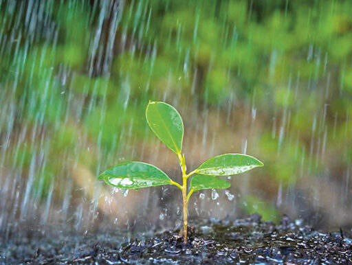comment faire un jardin bio ?,bio-jardin,comment entretenir un jardin bio ?,au jardin bio,quelle terre pour jardin potager,jardin en biodynamie,jardin bio un moment pour soi,jardin bio produits,jardin bio petit bonheur,potager bio sans pesticide,jardin bio avis,jardin bio calme et sérénité,jardin bio etic,jardin biodiversité