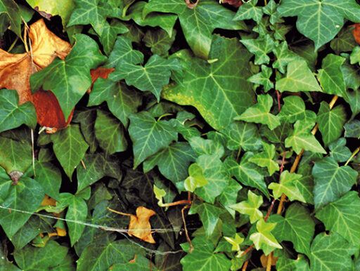 trucs et astuces de santé,trucs et astuces santé,trucs et astuces santé bien-être,trucs et astuces de grand-mère,trucs et astuces santé naturelle