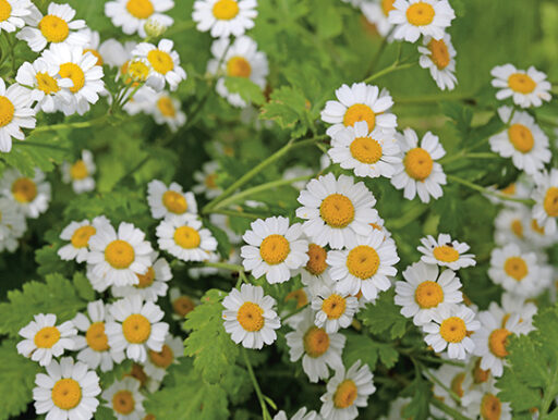comment faire un jardin bio ?,bio-jardin,comment entretenir un jardin bio ?,au jardin bio,quelle terre pour jardin potager,jardin en biodynamie,jardin bio un moment pour soi,jardin bio produits,jardin bio petit bonheur,potager bio sans pesticide,jardin bio avis,jardin bio calme et sérénité,jardin bio etic,jardin biodiversité