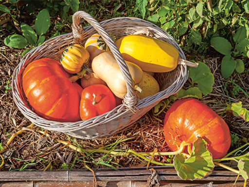 comment faire un jardin bio ?,bio-jardin,comment entretenir un jardin bio ?,au jardin bio,quelle terre pour jardin potager,jardin en biodynamie,jardin bio un moment pour soi,jardin bio produits,jardin bio petit bonheur,potager bio sans pesticide,jardin bio avis,jardin bio calme et sérénité,jardin bio etic,jardin biodiversité