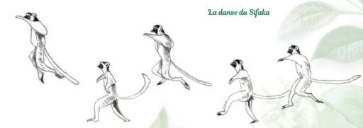 1. Illustration de la danse du Sifaka, primate agile, montrant différentes positions de mouvement avec un fond de feuilles vertes.