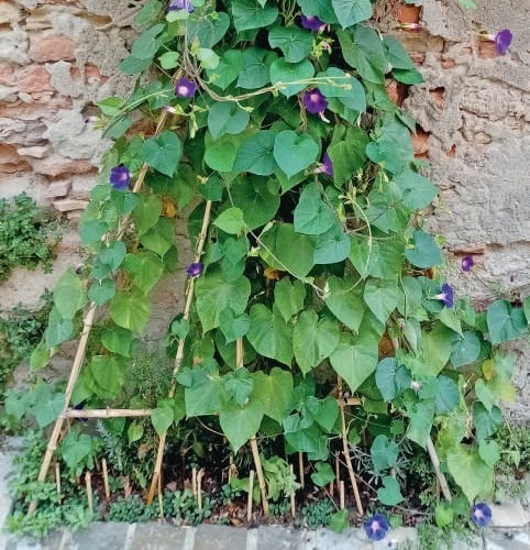 tente a ipomee banniere