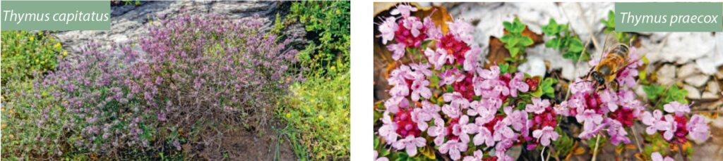 Plantes aromatiques Thymus capitatus et Thymus praecox en pleine floraison, idéales pour la cuisine et la santé, cultivées dans un jardin ensoleillé.