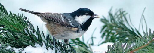 comment faire un jardin bio ?,bio-jardin,comment entretenir un jardin bio ?,au jardin bio,quelle terre pour jardin potager,jardin en biodynamie,jardin bio un moment pour soi,jardin bio produits,jardin bio petit bonheur,potager bio sans pesticide,jardin bio avis,jardin bio calme et sérénité,jardin bio etic,jardin biodiversité