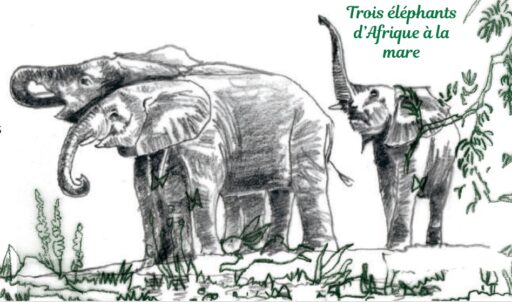 Éléphants d'Afrique à la mer avec trois éléphants, illustration en noir et blanc.