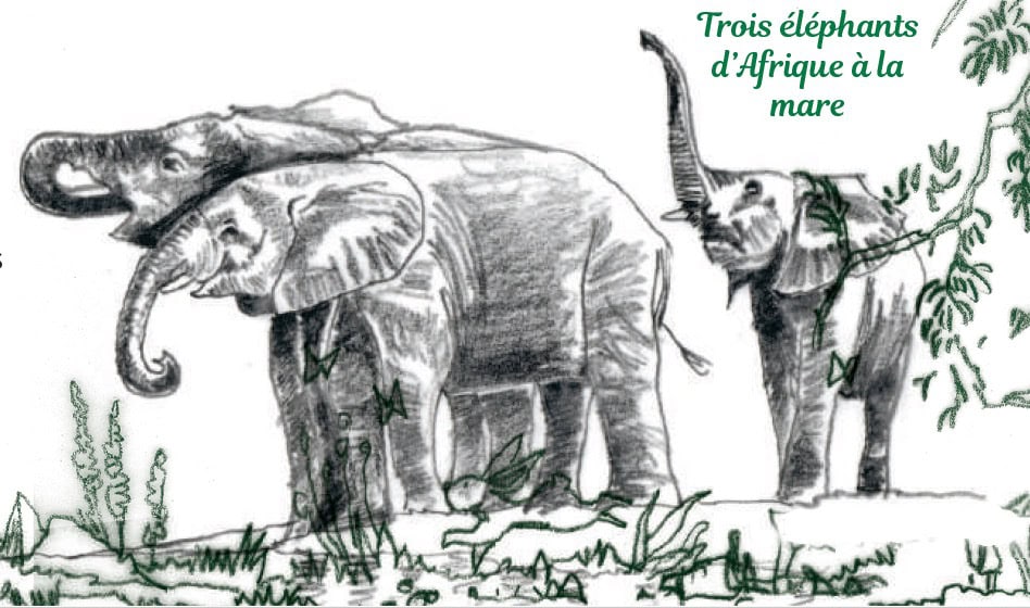 Éléphants d'Afrique à la mer avec trois éléphants, illustration en noir et blanc.