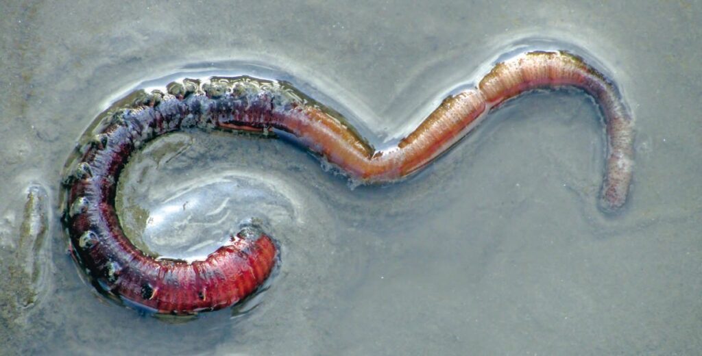 Ver de terre aquatique en milieu humide, symbole de résilience et de santé naturelle.