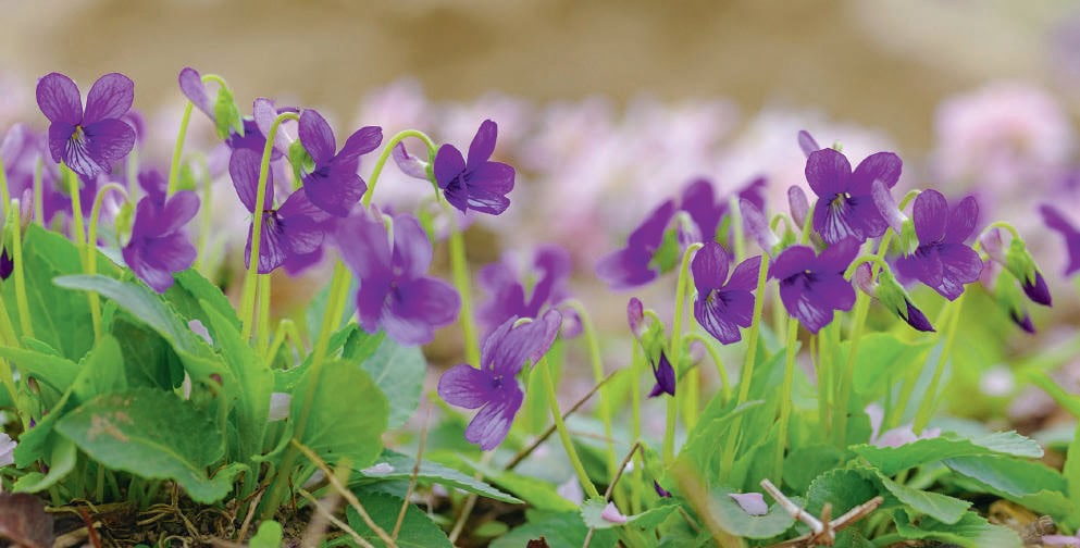 violette